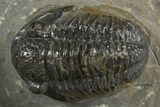 Detailed Proetid (Gerastos) Trilobite Fossil - Morocco #340249-2